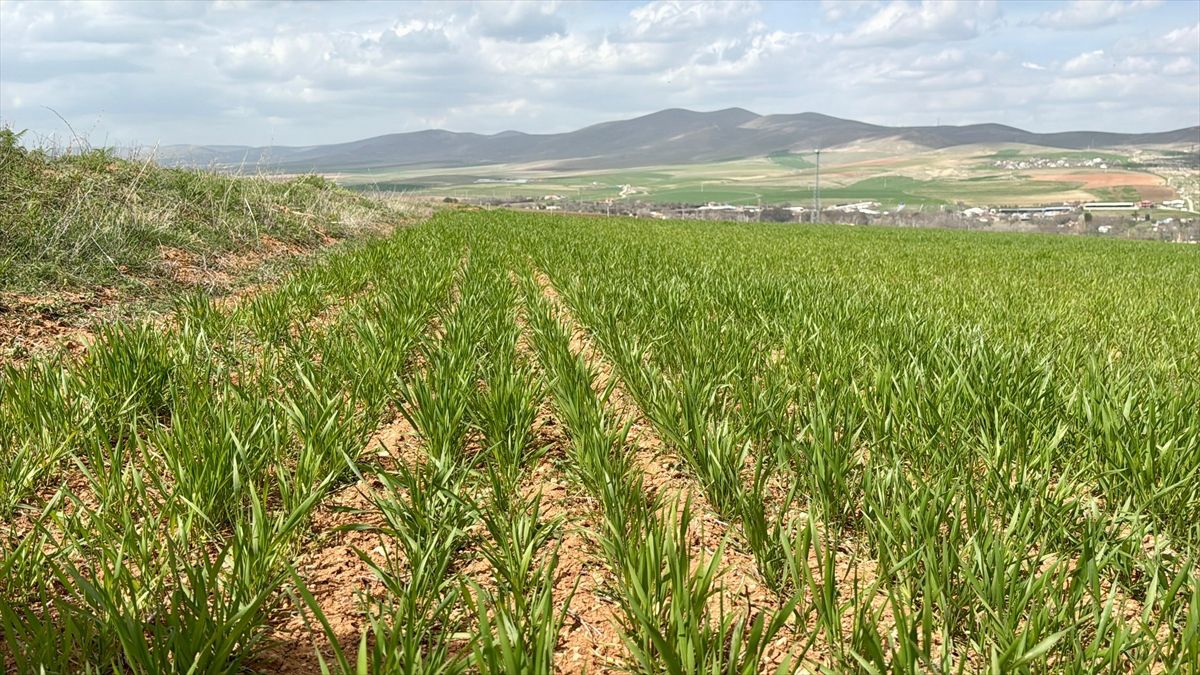 Son yılların en yağışlı dönemini geçiren Kırşehir'de hububat üreticisinin rekolte beklentisi arttı