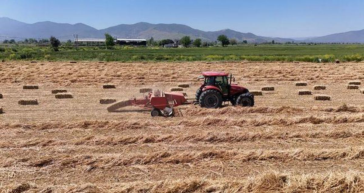 TMO fiyat listesi 2026: Hububat (buğday-arpa) alım ve satım fiyatları ne kadar?