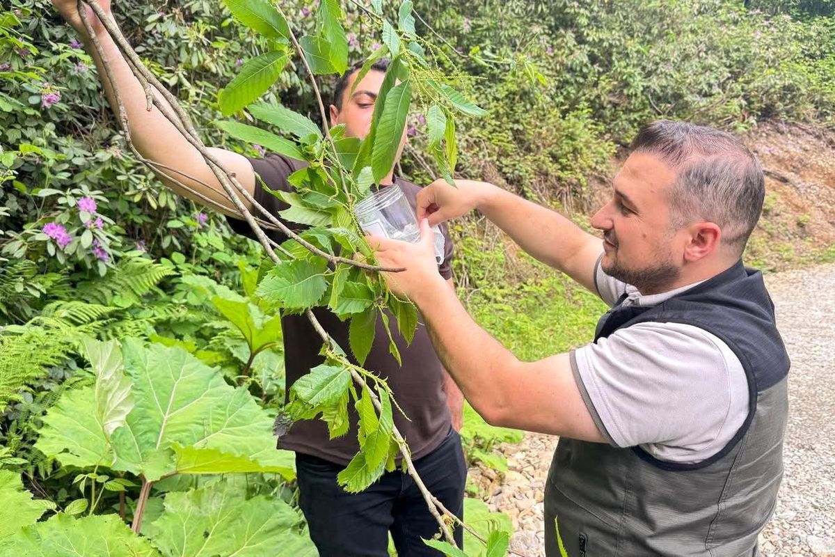 Akçakoca'da kestane gal arısına karşı biyolojik mücadele