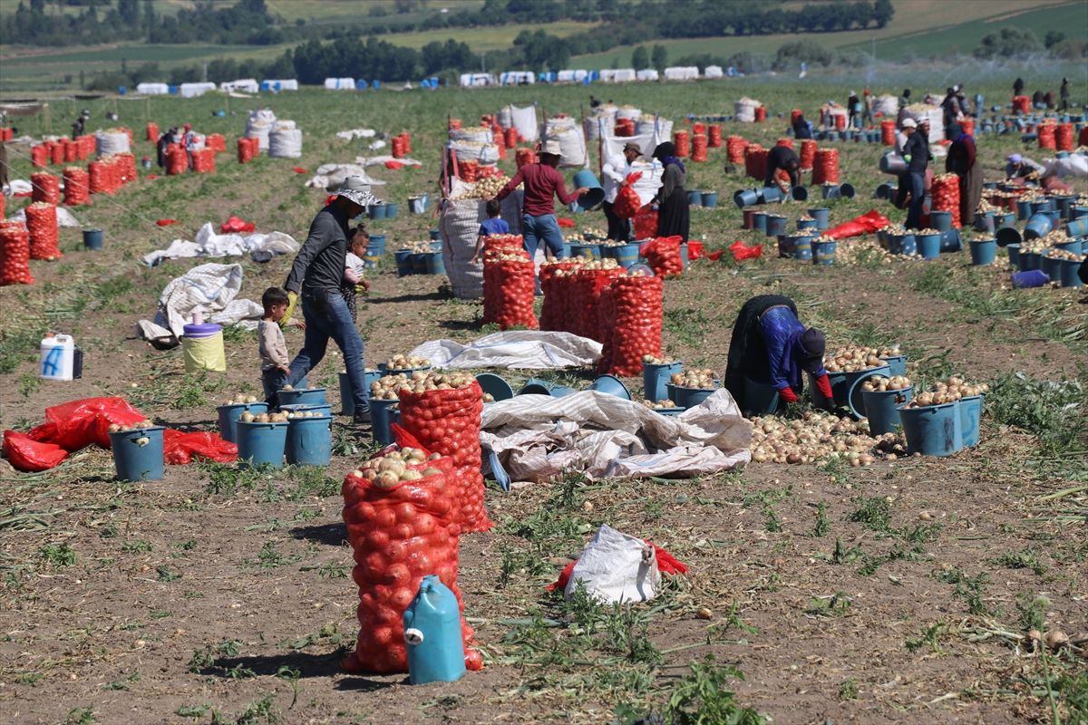 Amasya'da kuru soğan hasadı başladı
