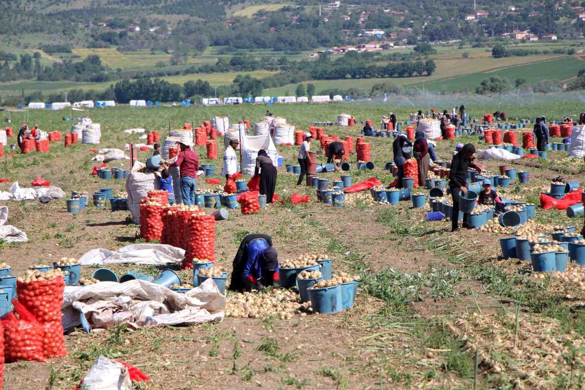 Amasya'da soğan hasadı başladı: Tarlada kilosu 12-25 TL arasında