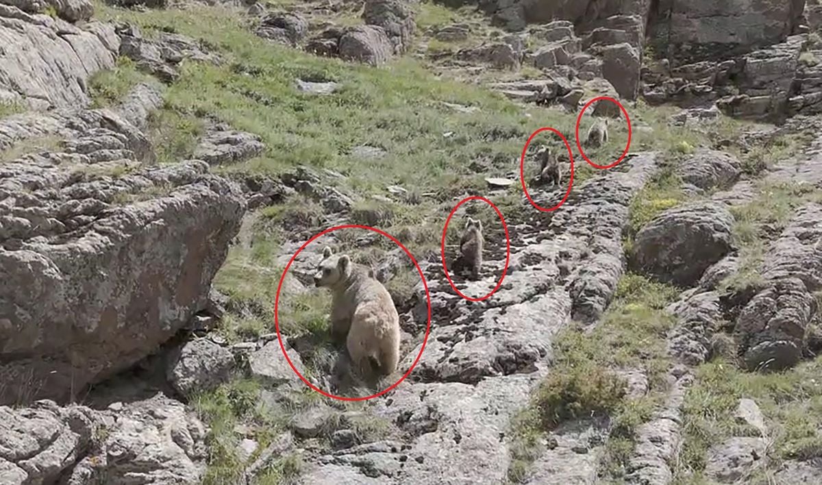 Bozayı ve 3 yavrusu dron kamerasında