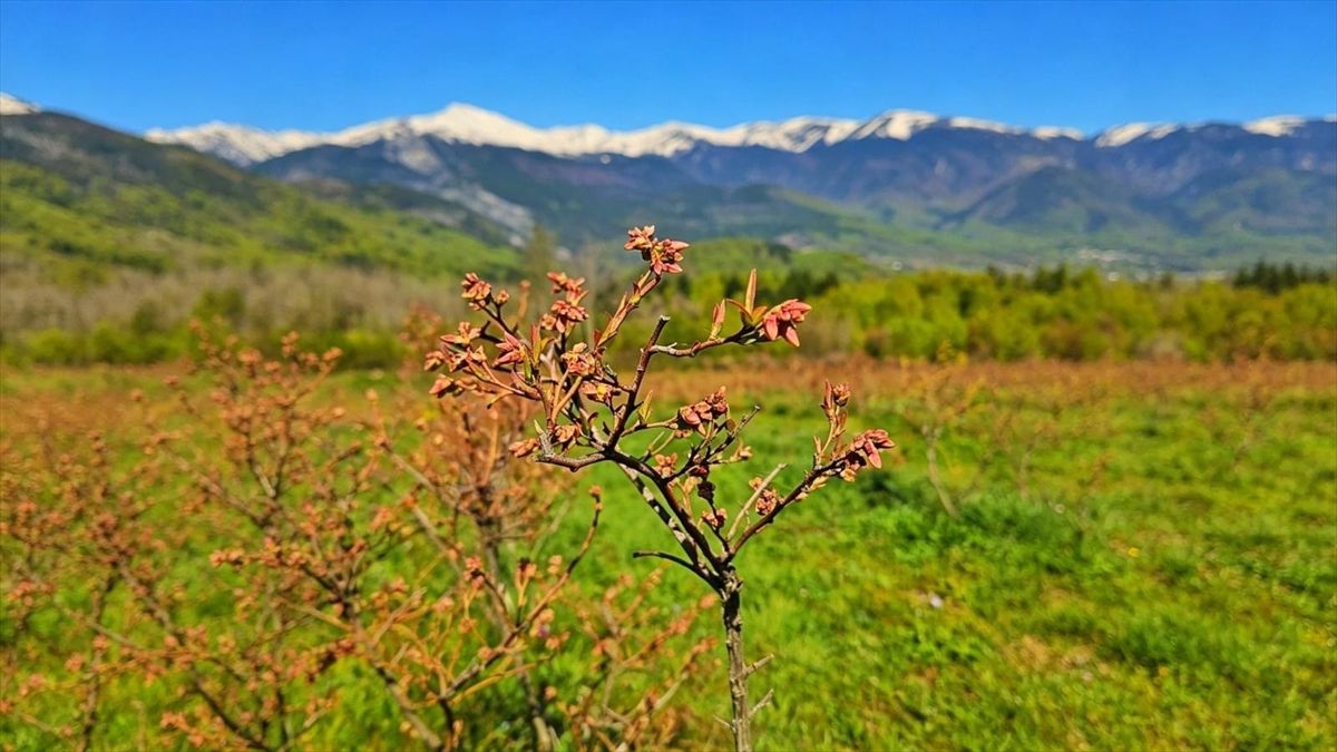 Bursa'da yetiştirilen yaban mersini Avrupa yolcusu