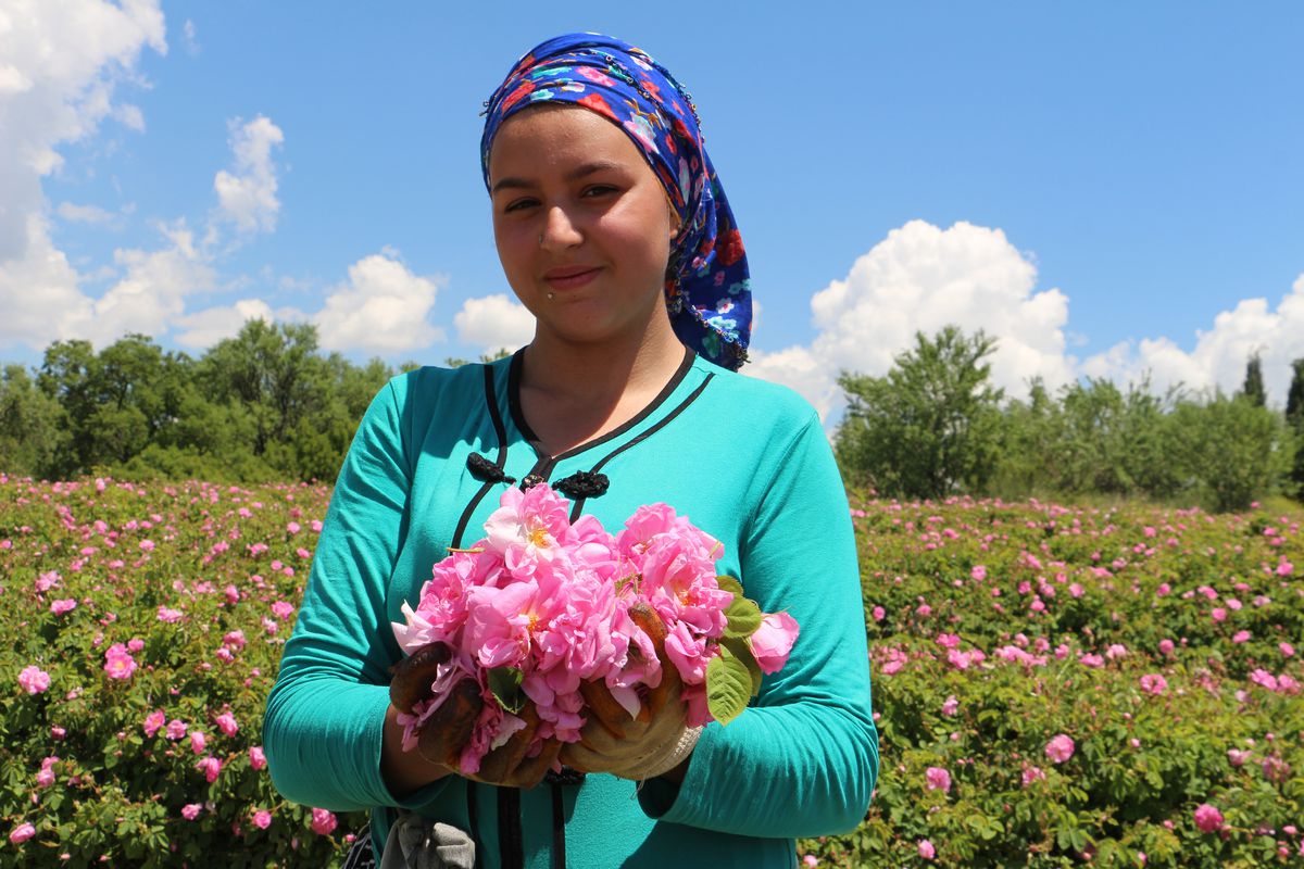 Isparta'da gül sezonu başladı