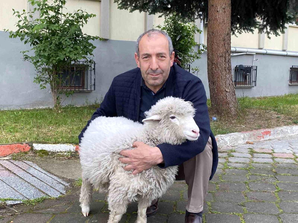 Kavak Adliyesi'nin sevimli maskotu: Kuzu Tertip