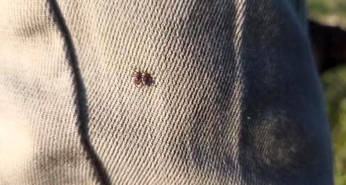 Keneye karşı uyarırken bile üzerinde kene gezdi