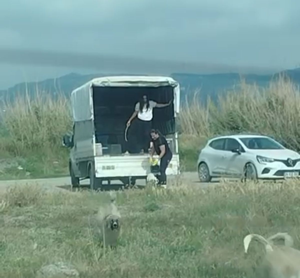 Kuşların doğal alanına kamyonetle çok sayıda köpek bıraktılar