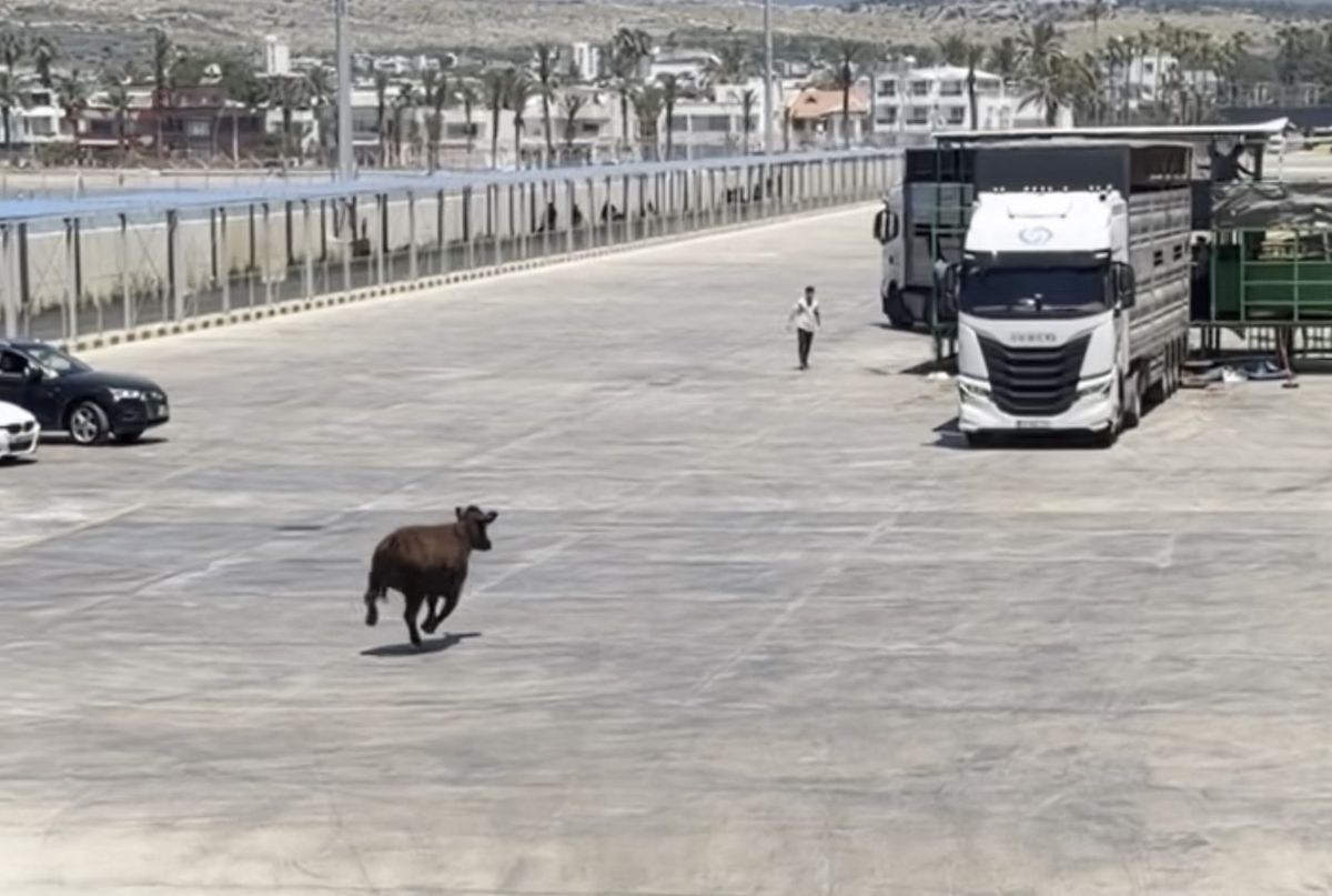 Limanda kaçan angus denize düştü
