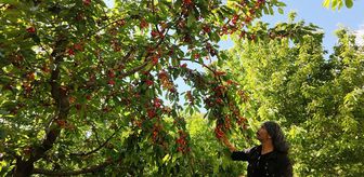 Manavgat'ta erkenci kiraz hasadı başladı