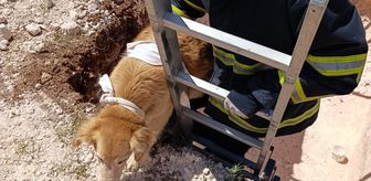 Mardin'de çukura düşen köpek kurtarıldı