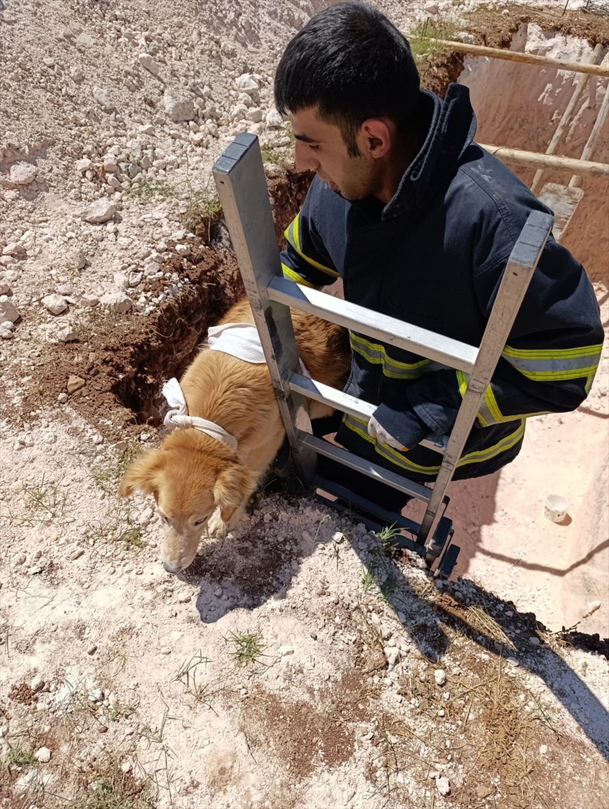 Mardin'de çukura düşen köpek kurtarıldı