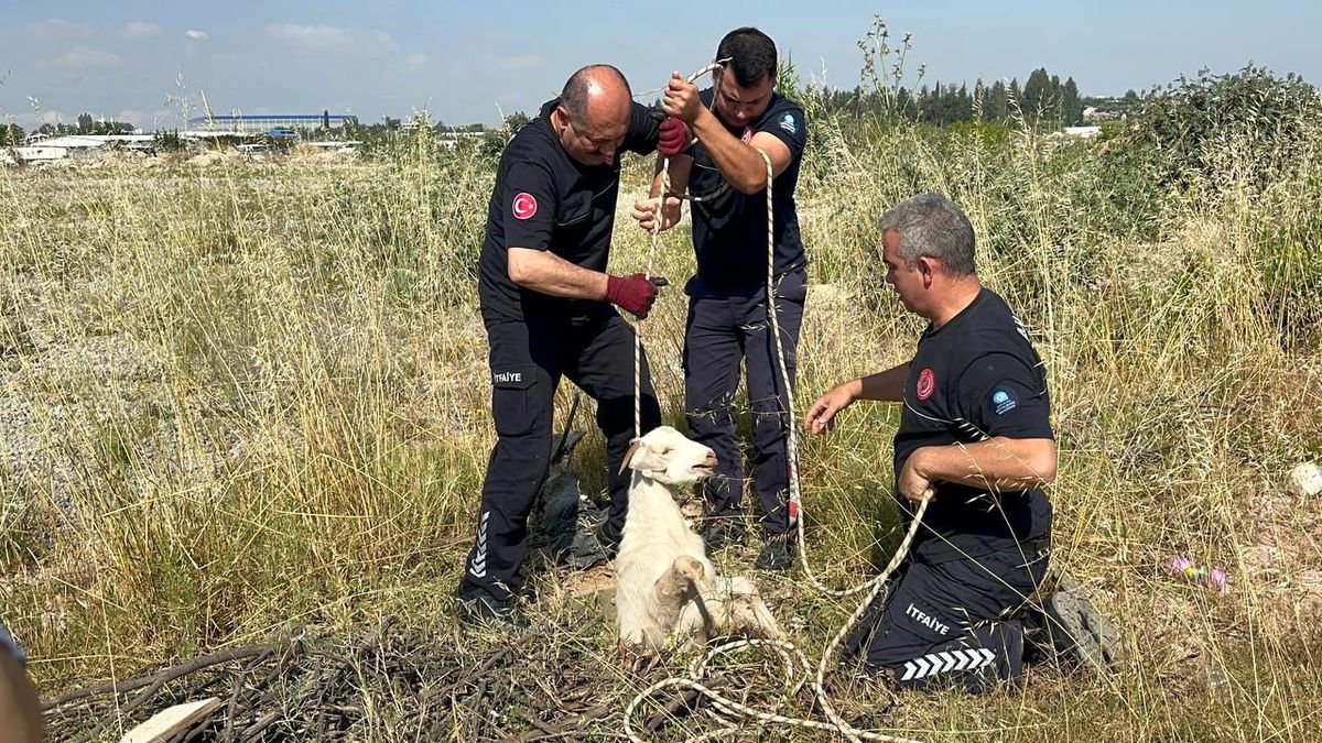 Otlarken kanalizasyon çukuruna düşen oğlak, çıkardığı sesle kurtuldu