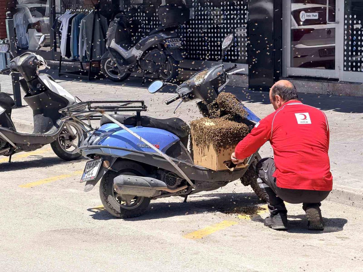 Şehrin göbeğinde oğul veren arılar ilgi odağı oldu