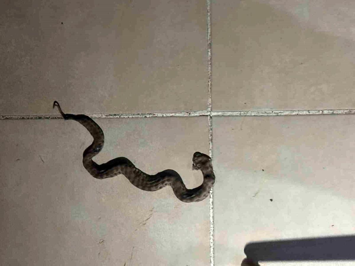 Siirt'te apartmanda görülen yılan paniğe neden oldu