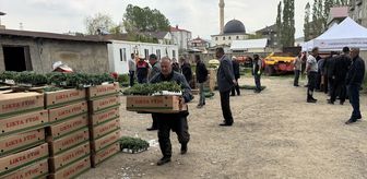 Yüksekova'da üreticilere sebze fidesi dağıtıldı