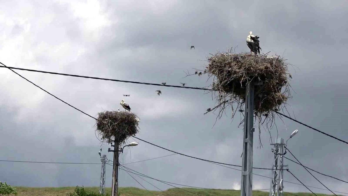 Adıyaman'ın Kızılcapınar Köyü leyleklerin barınma noktası