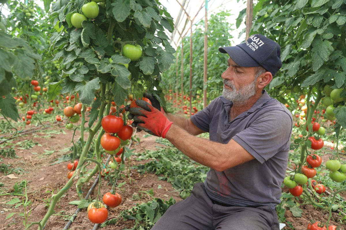 Antalya'da yazlık domates hasadı başladı