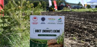 Ardahan Üniversitesi kampüsünde mercimek ve nohut ekimi yapıldı