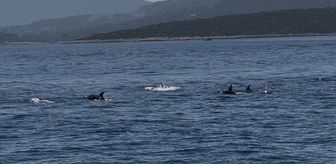 Bodrum açıklarında sürü halinde gezen yunuslar görüntülendi