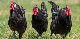 Gerze horozunun genetik mirası Konya'da korunuyor