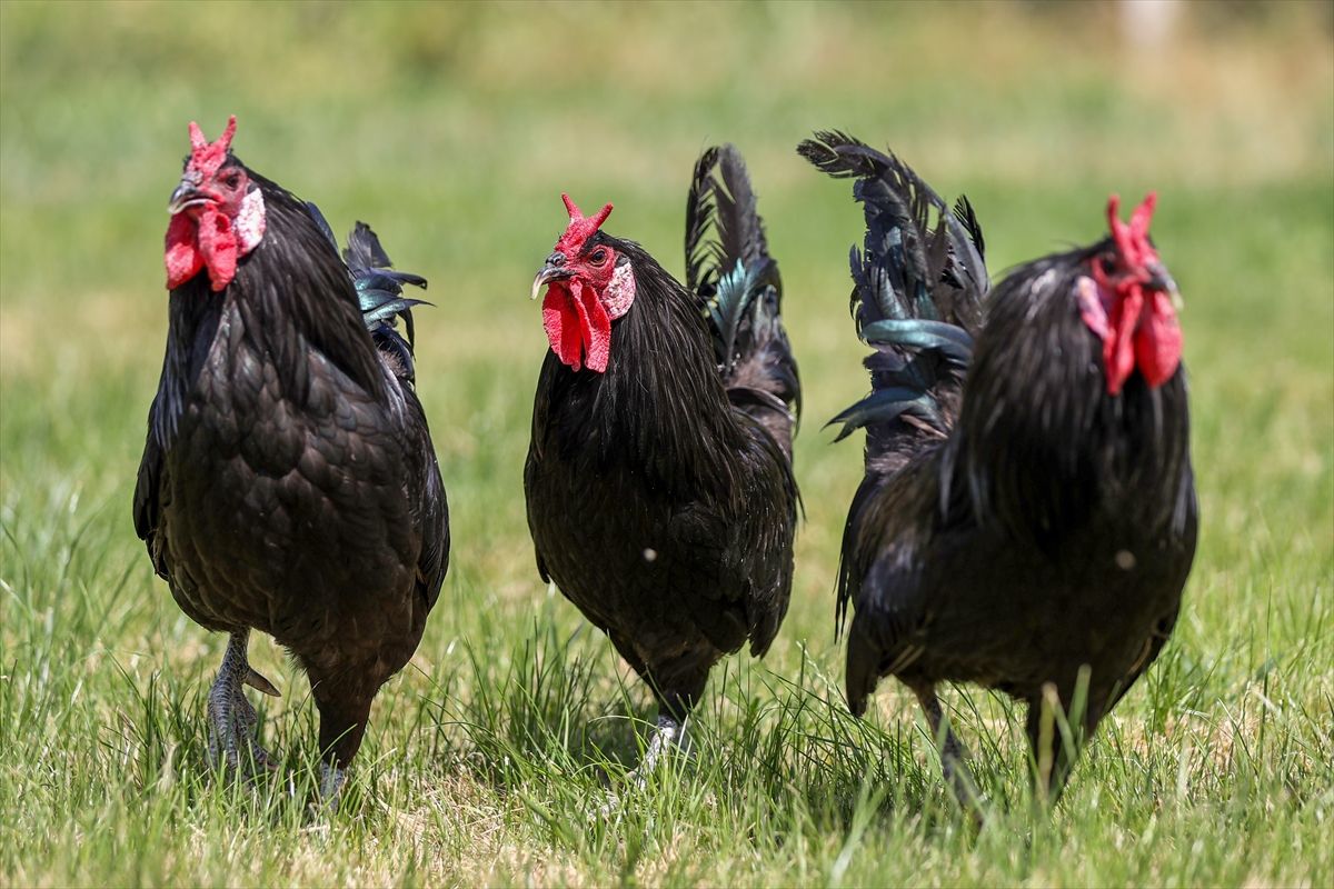 Gerze horozunun genetik mirası Konya'da korunuyor