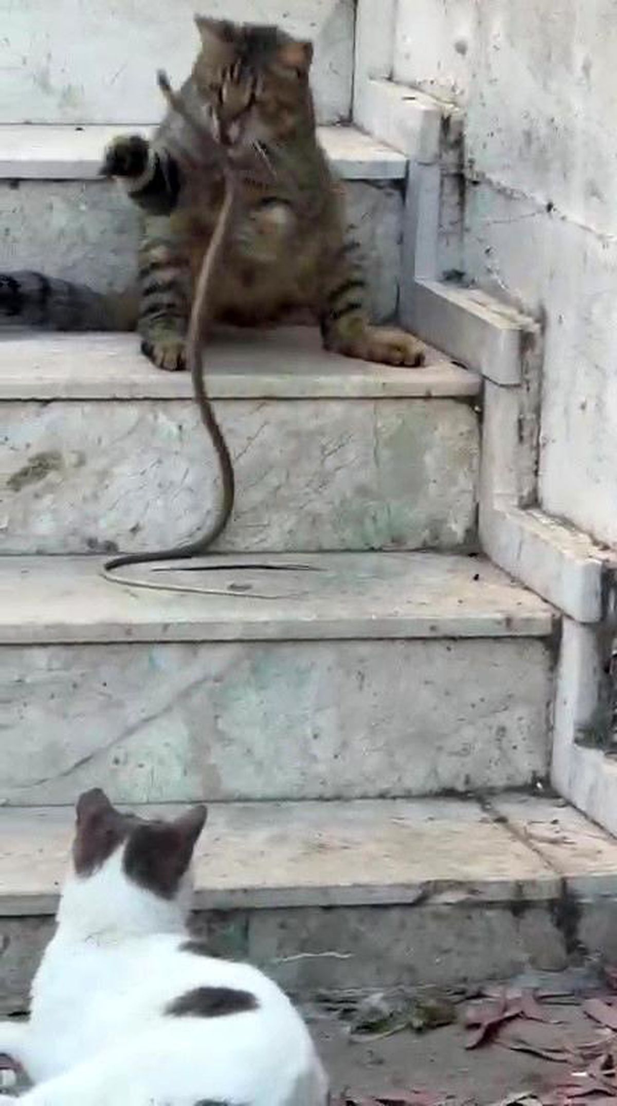 Antalya'nın Kepez ilçesinde kedi ile yılanın karşılaştığı anlar.