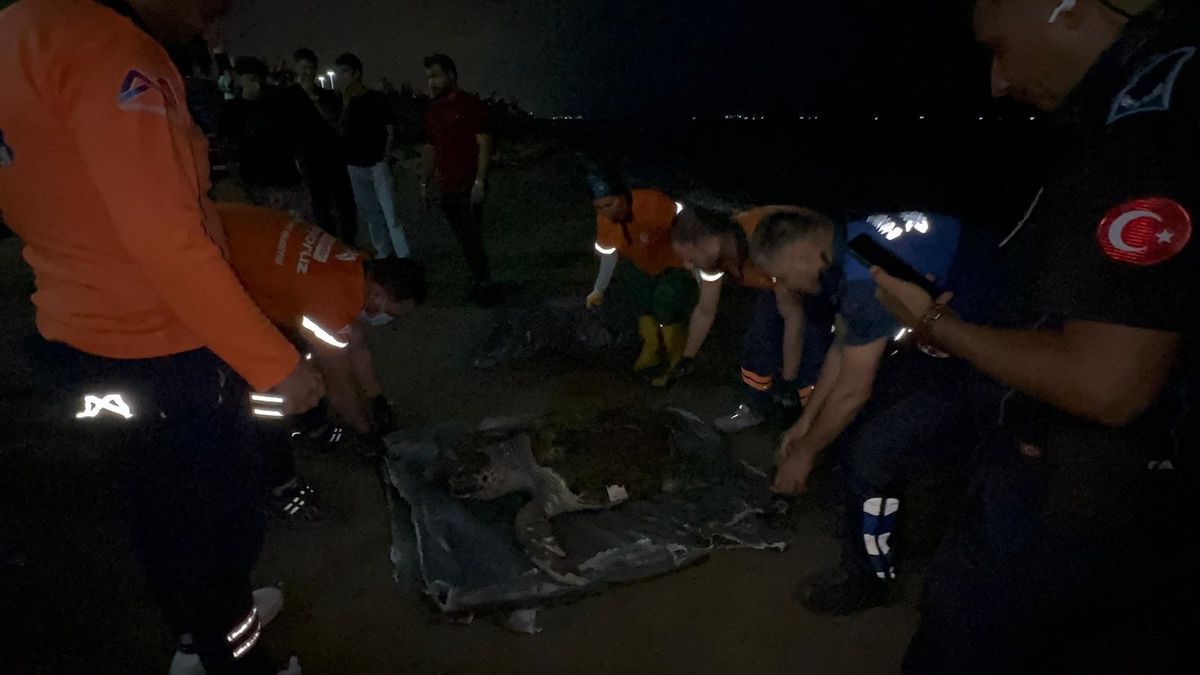 Mersin sahilinde ölü bulunan caretta caretta türü deniz kaplumbağası