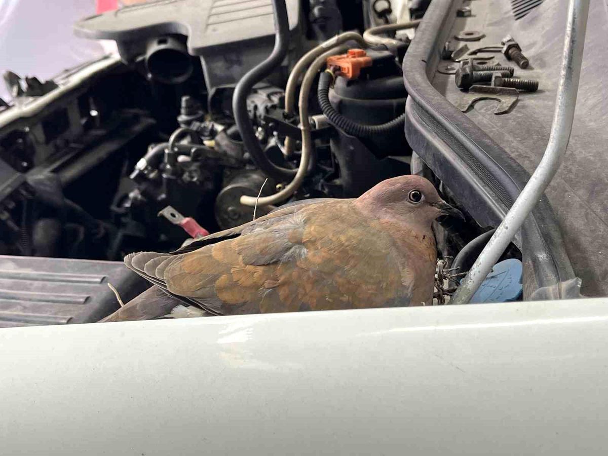 Bağcılar'da otomobilin üzerine yuva yapan kumru ve yavruları