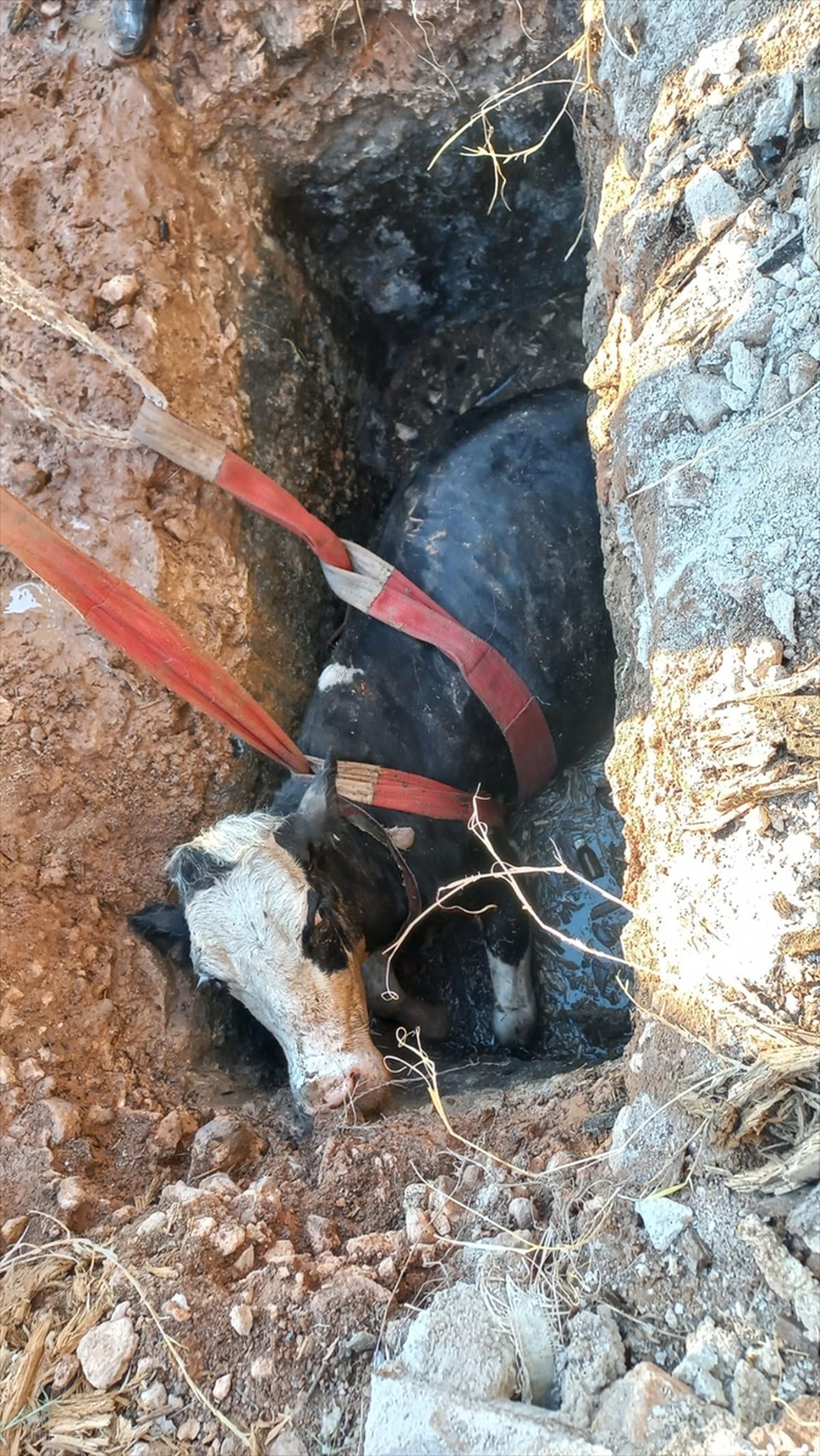 Şanlıurfa'da foseptik çukuruna düşen ineği itfaiye ekipleri kurtardı