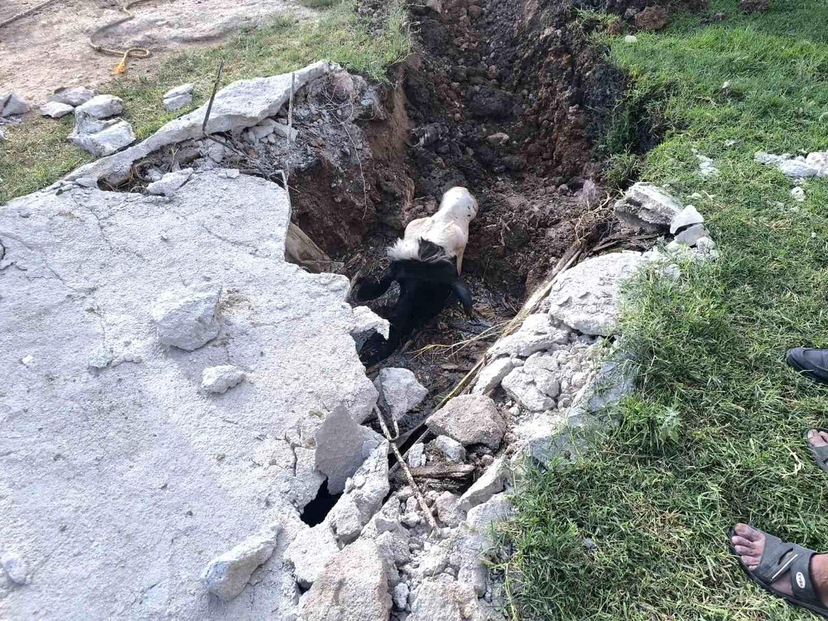 Şanlıurfa'da foseptik çukuruna düşen inek kurtarıldı