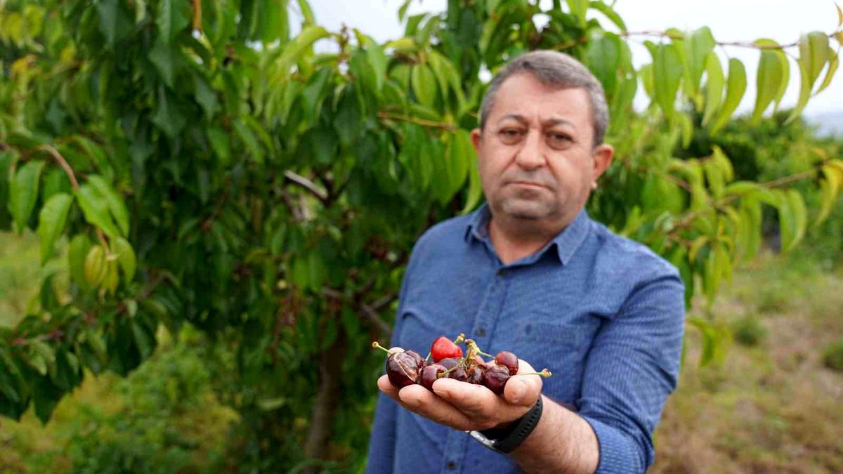 Tokat'ta aşırı yağıştan zarar gören kiraz bahçeleri