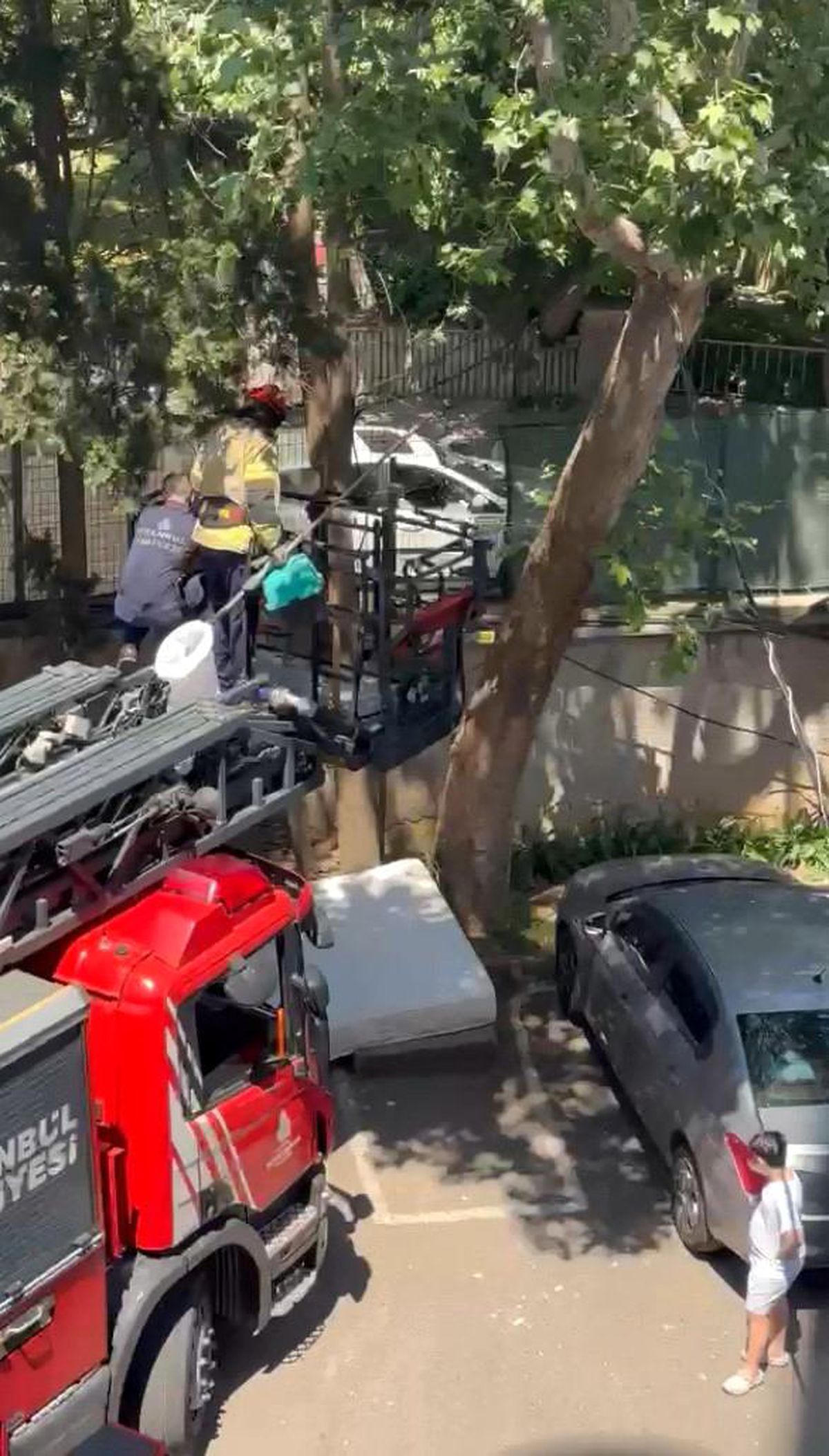 Ağaçta mahsur kalan kedi itfaiye tarafından kurtarıldı