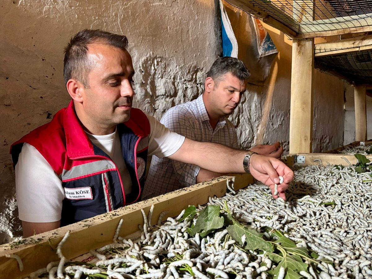 Edirne'de ipek böcekçiliğini canlandırma çalışmaları sürüyor