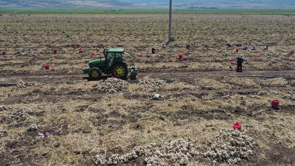 Kahramanmaraş'ta sarımsak hasadı etkinliği düzenlendi