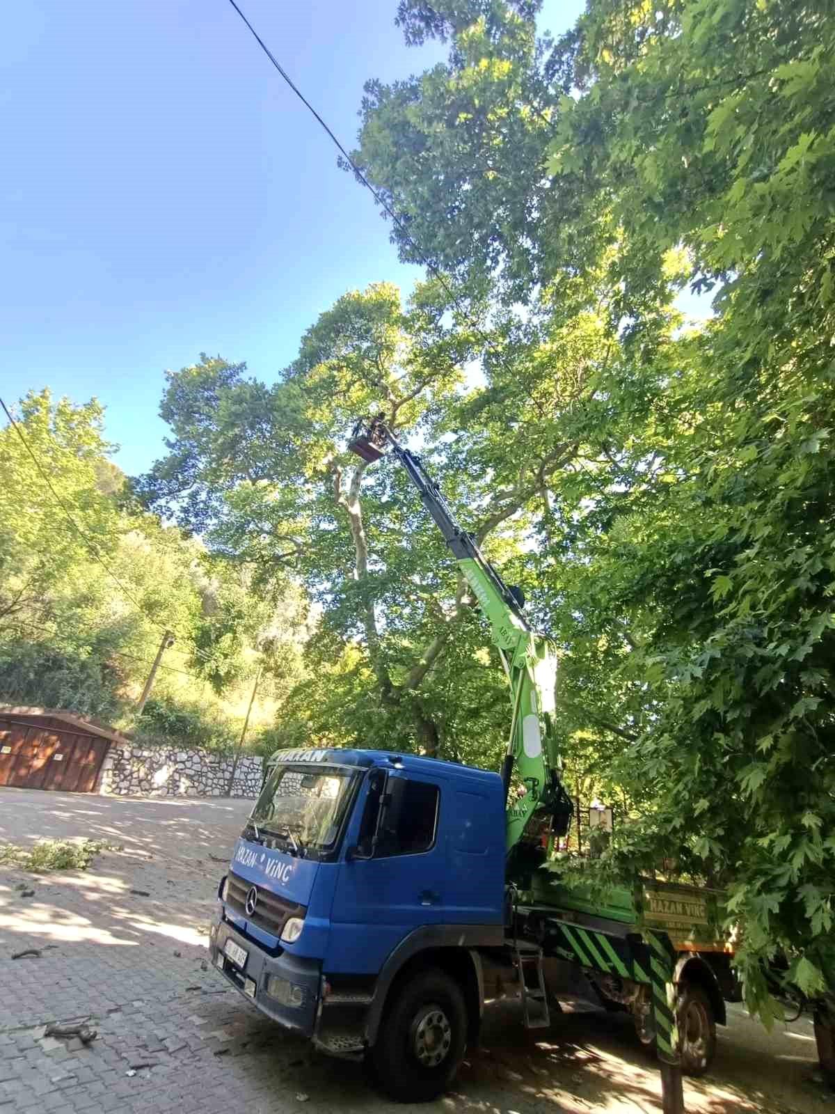 Karacasu'daki anıt ağaçlar yaz dönemine hazırlandı