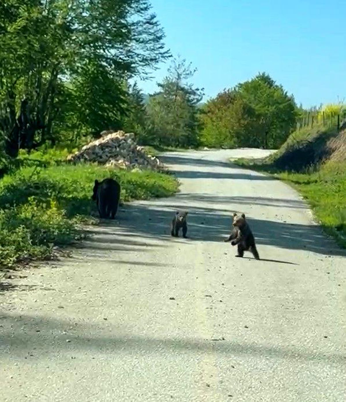 Kardeşlerin anne ayı ve yavruları ile sohbeti gülümsetti