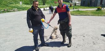Kars Çayı'na düşen köpeği itfaiye kurtardı