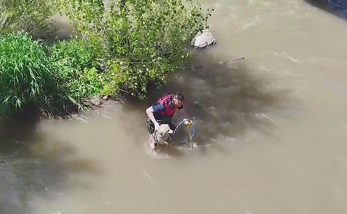 Kars Çayı'na düşen sokak köpeği itfaiye ekipleri tarafından kurtarıldı
