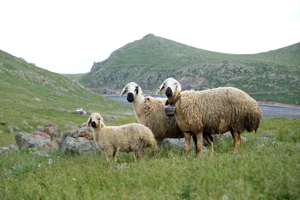 Niğde'de küçükbaş hayvancılığa dev destek