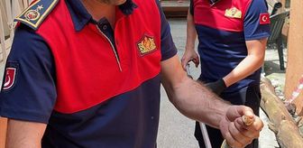 Zonguldak'ta Aile Sağlığı Merkezi'ne giren yılanı itfaiye çıkardı