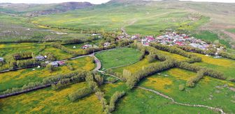 Ağrı'nın yüksek rakımlı köyleri çiçeklerle sarardı