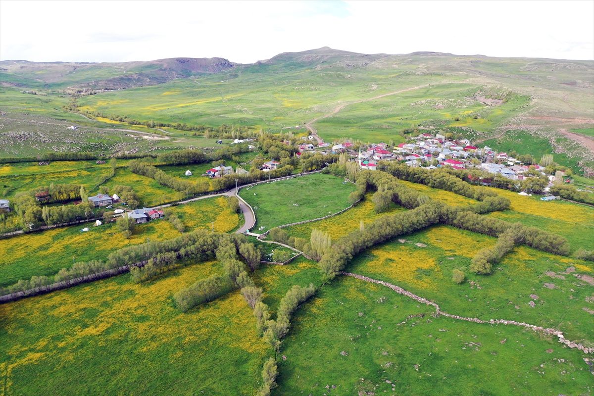 Ağrı'nın yüksek rakımlı köyleri çiçeklerle sarardı