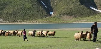 Bitlis'te yaylalar göçerleri ağırlamaya başladı