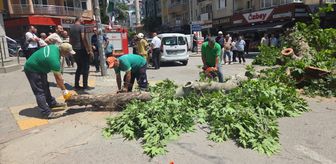 Bursa'da devrilen ağaç nedeniyle bir araç zarar gördü