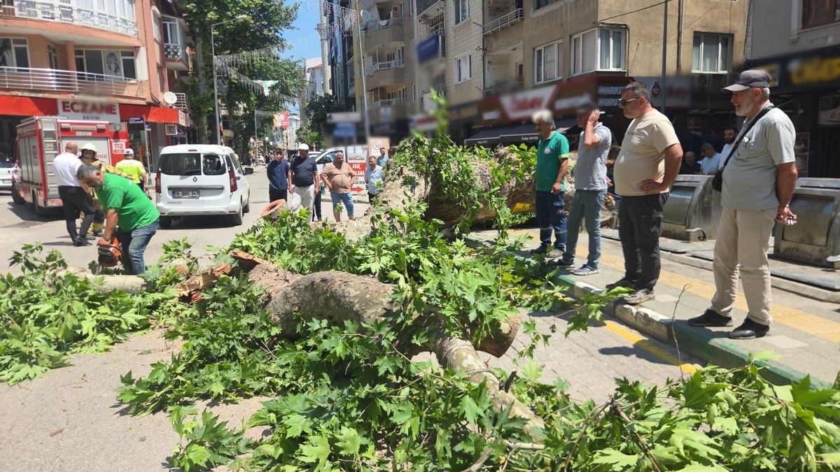 Orhangazi'de Tarihi Çınar Ağacı Devrildi