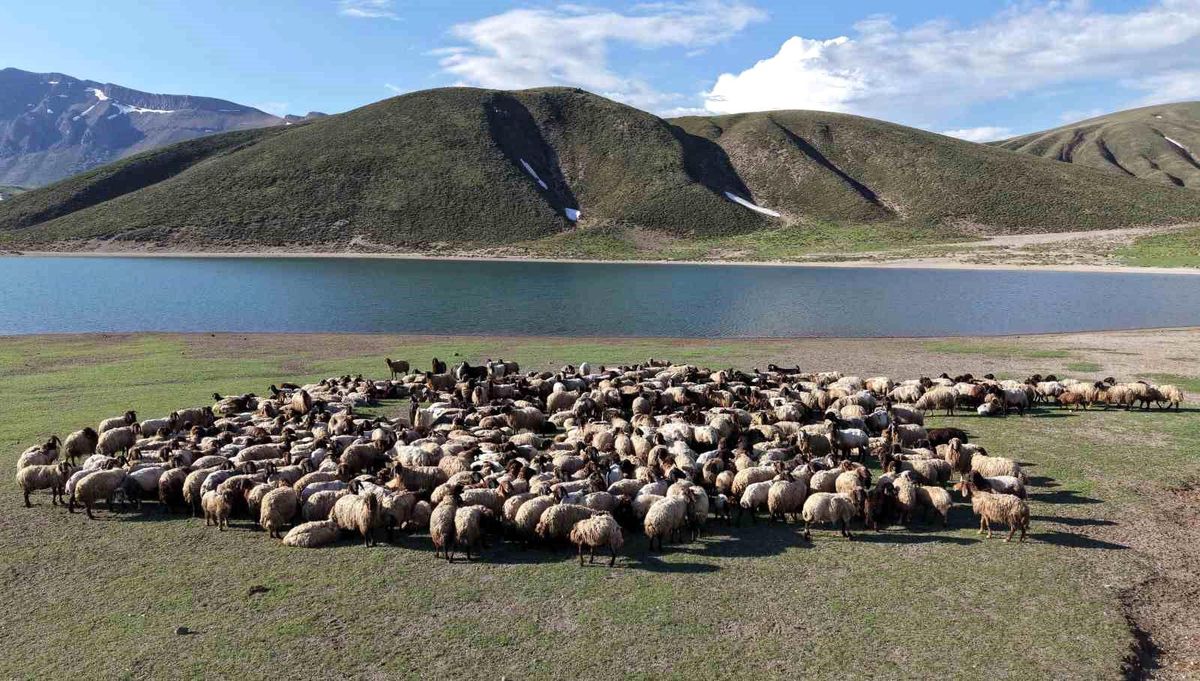 Göçerler 5 aylık yayla sezonunu Bitlis'te açtı