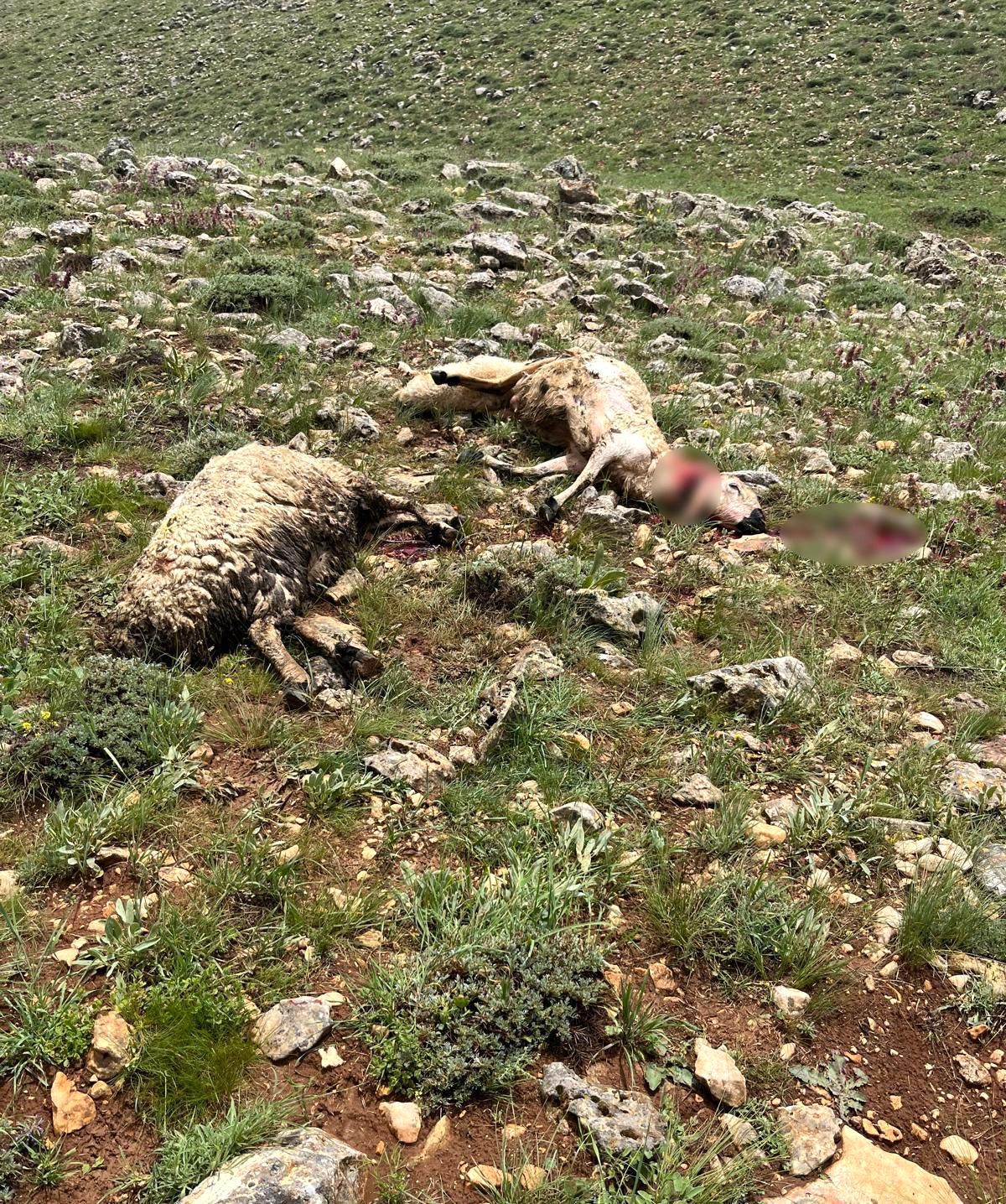 Sivas'ta koyun sürüsünün üzerine yıldırım düştü, 5 koyun telef oldu