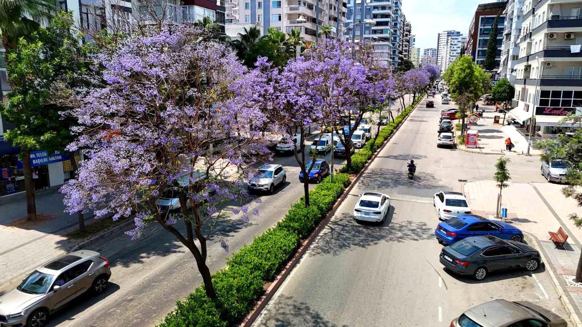 Adana'da jakarandalar çiçek açtı, kent mor renge büründü