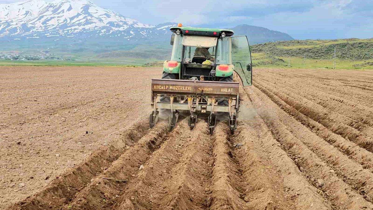 Adilcevaz'da fasulye ekimi başladı