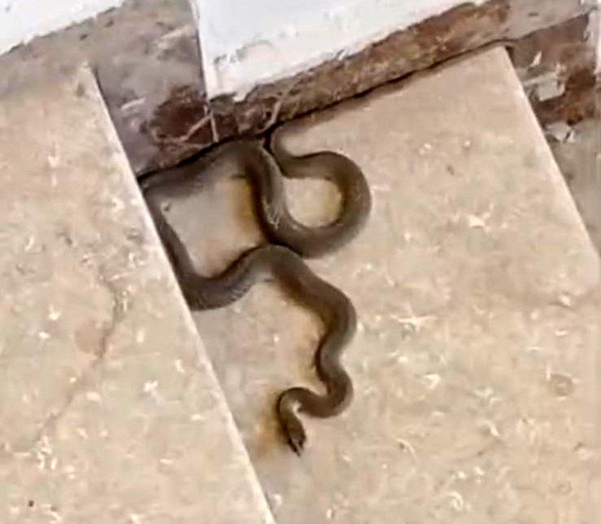 Malatya'da Apartmana Giren Yılan Korkuttu